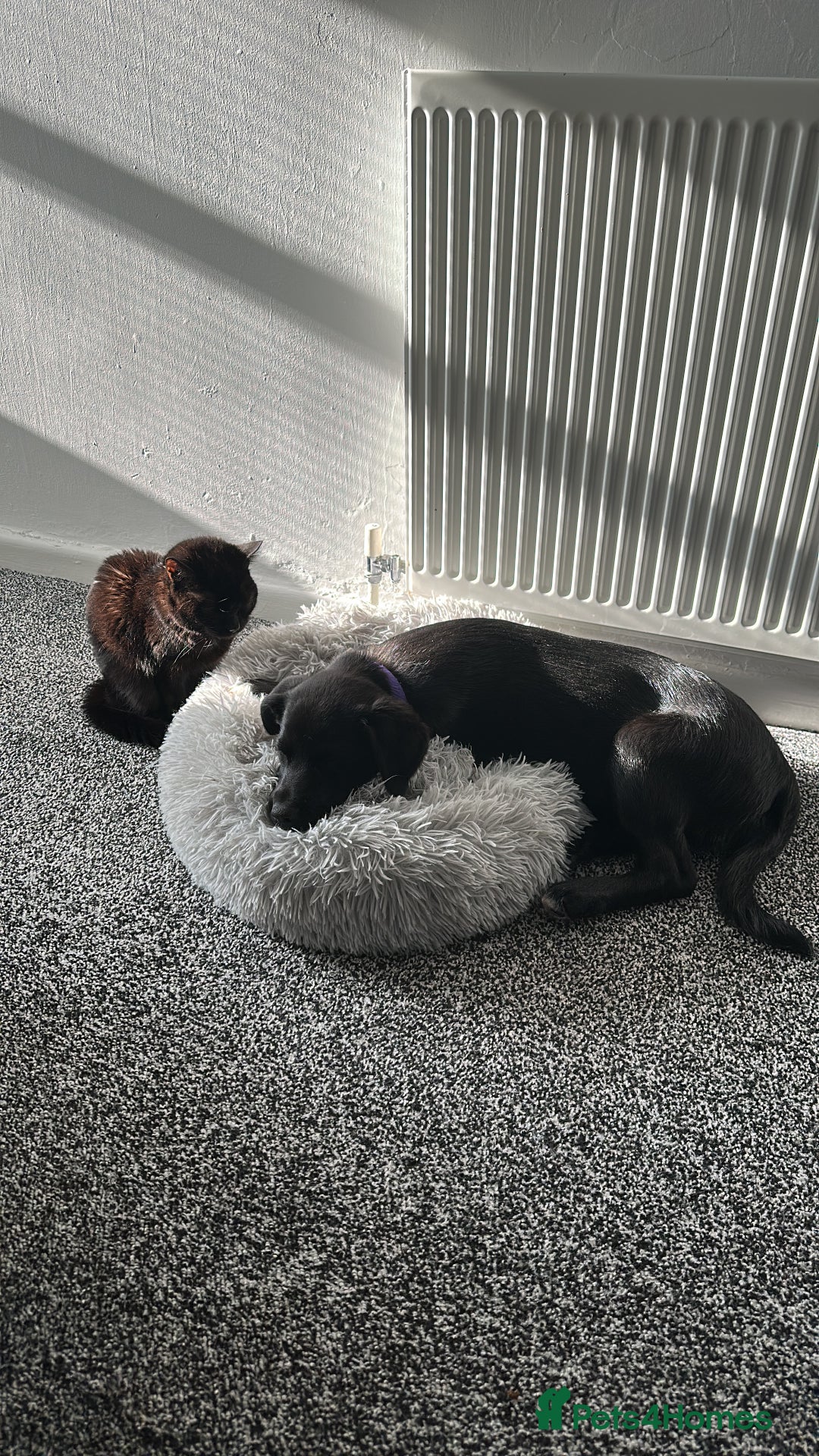 Mixed Breed dogs for sale: Lab X Collie, 9 Months Old, Seeking a Forever Home - Image 14