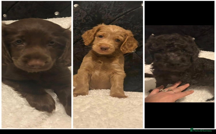 Cockapoo dogs - Advert 10