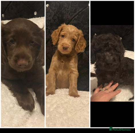 Cockapoo dogs - Advert 10