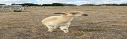 Alpaca livestock for sale: Male alpaca  - Advert 1