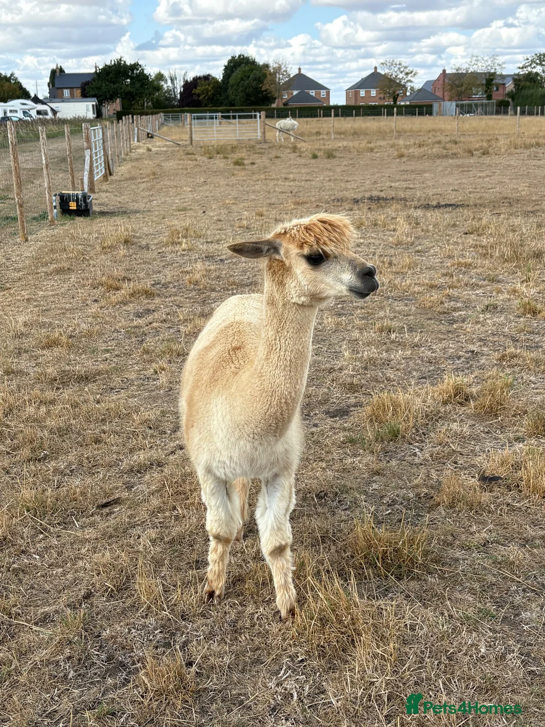 Alpaca livestock for sale: Male alpaca  - Advert 1