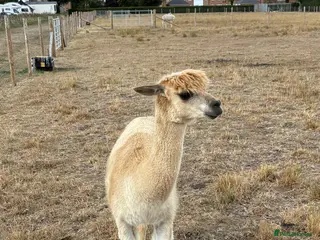 Alpaca livestock Male alpaca - Advert 1