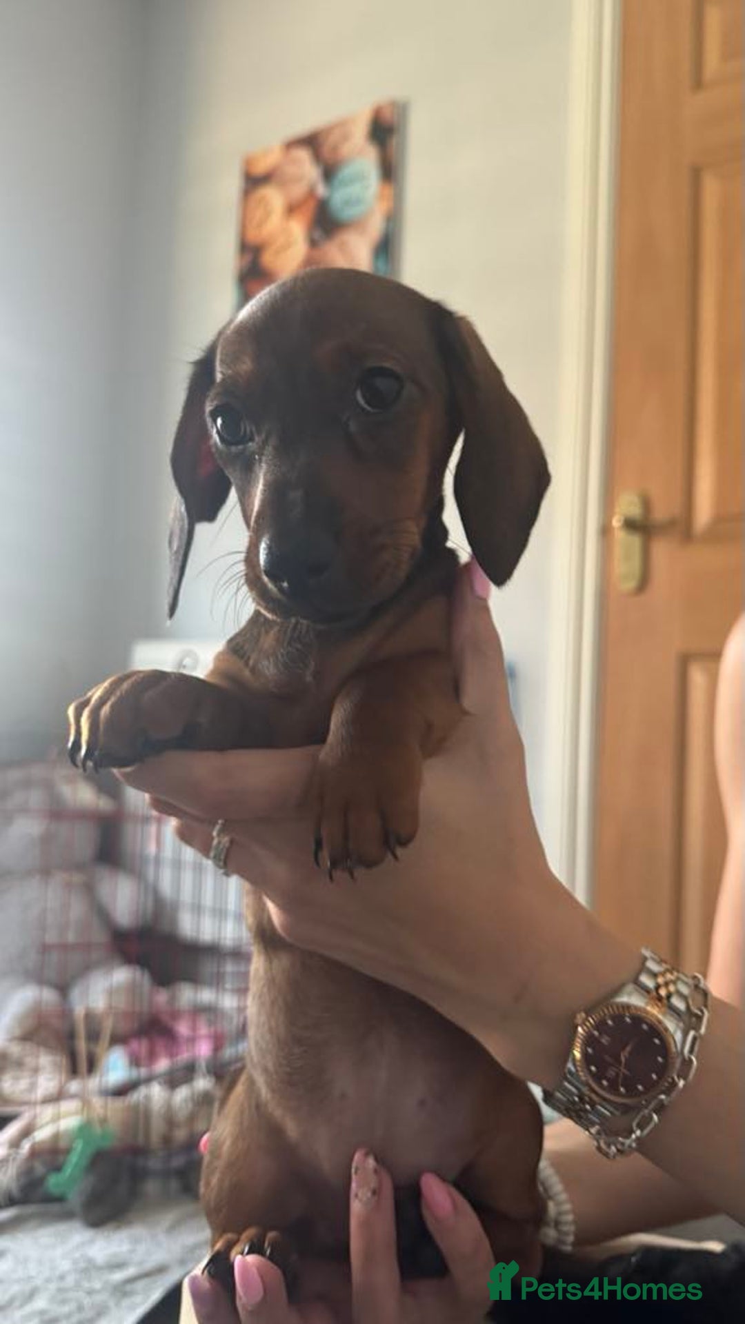 Miniature Dachshund dogs for sale: Beautiful Miniature Dauchund Puppies 💙❤️❤️❤️ in March - Image 4