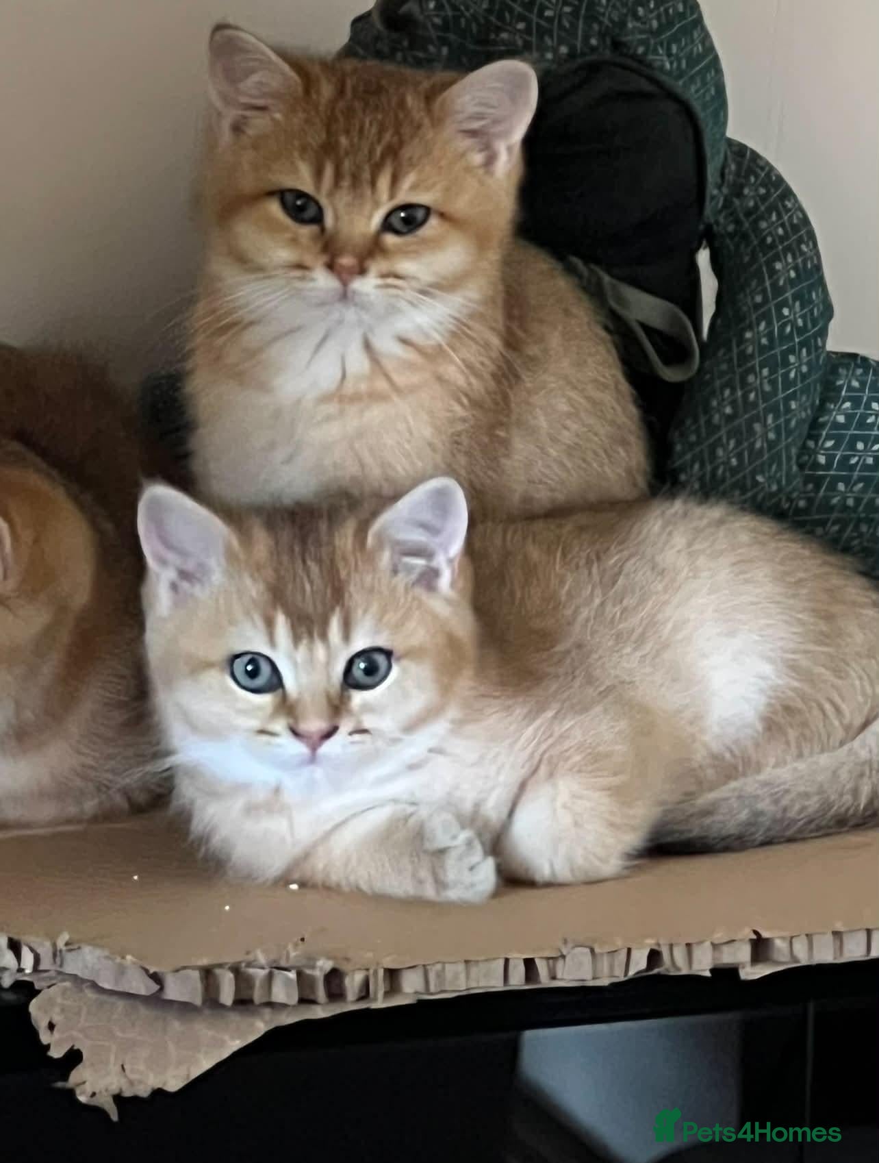 British Shorthair cats Stunning Purebred Golden BSH Kittens - Advert 1