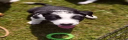 Border Collie dogs for sale: Beautiful Border Collies - Advert 5