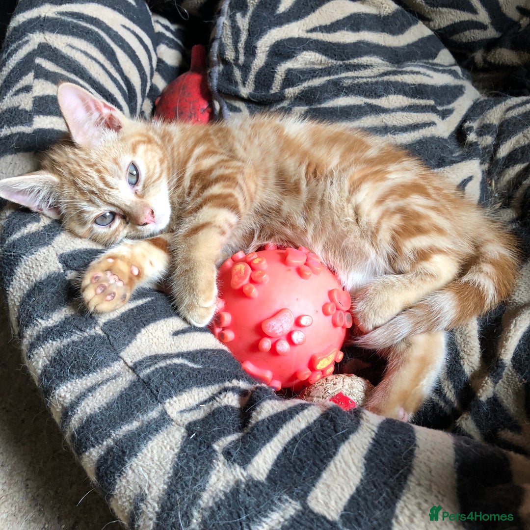 Mixed Breed cats for sale: Rescued feral farm kittens  - Image 14