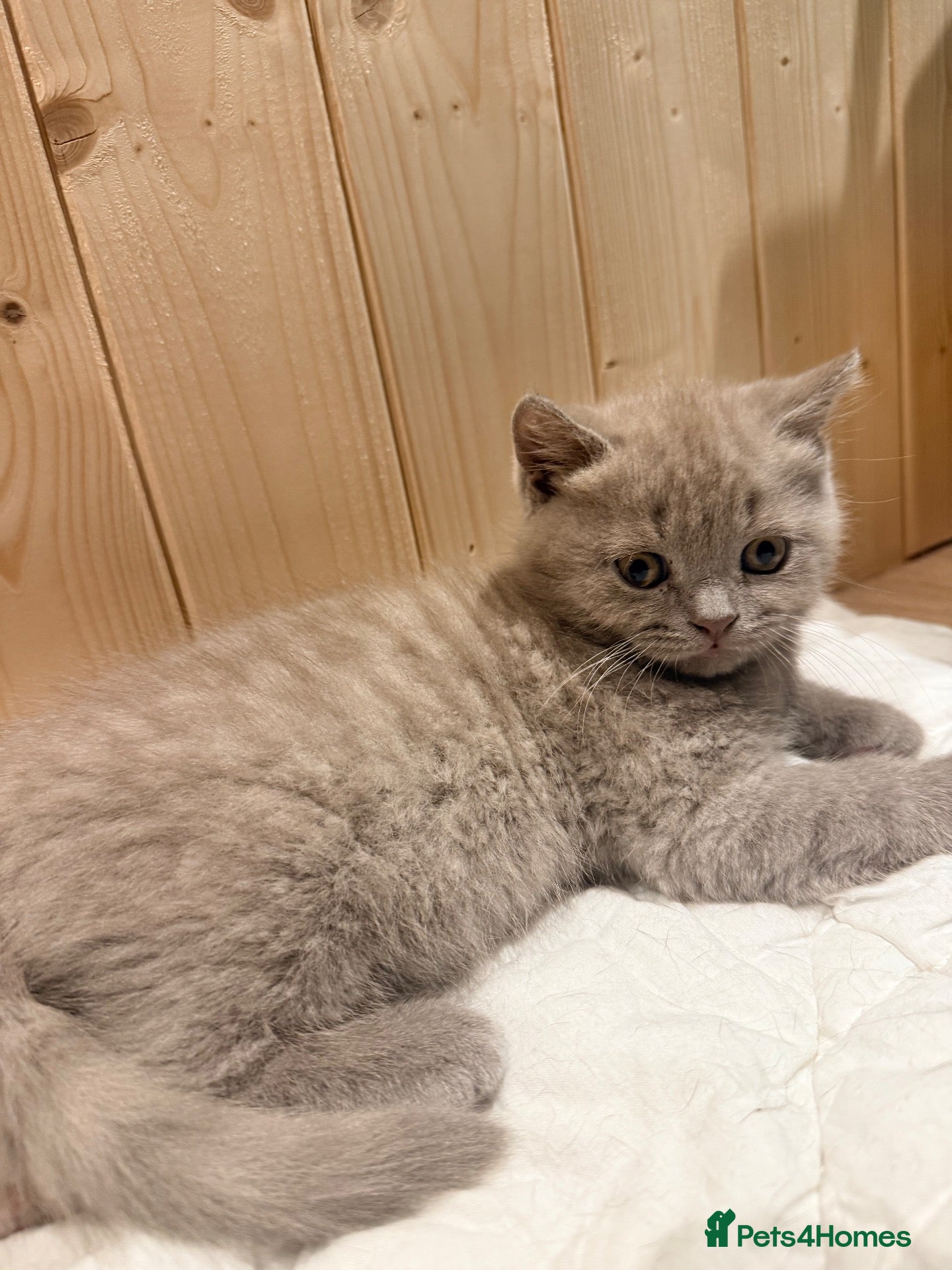 British Shorthair cats  🐱 Adorable bsh kittens looking for loving homes - Advert 1