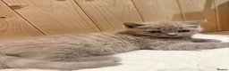 British Shorthair cats for sale:  🐱 Adorable bsh kittens looking for loving homes - Advert 10