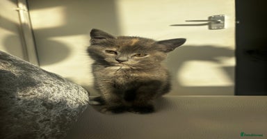 Norwegian Forest Cat cats - Advert 8