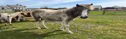 Other Breed horses for sale: Dartmoor Hill pony, Filly blue and white - Advert 2