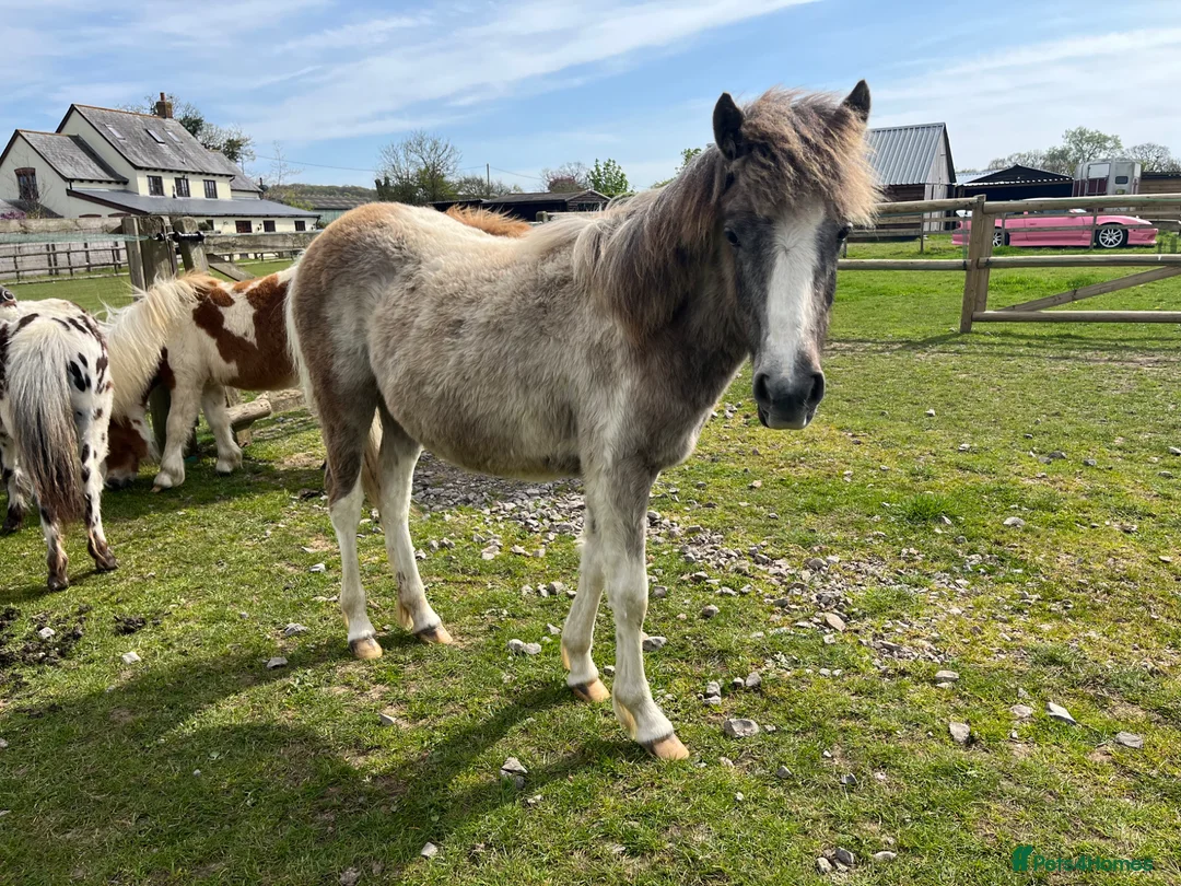 Other Breed horses for sale: Dartmoor Hill pony, Filly blue and white - Advert 2