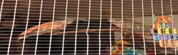 Parakeets birds for sale: Bourkes Parraket in Hemel Hempstead - Advert 2