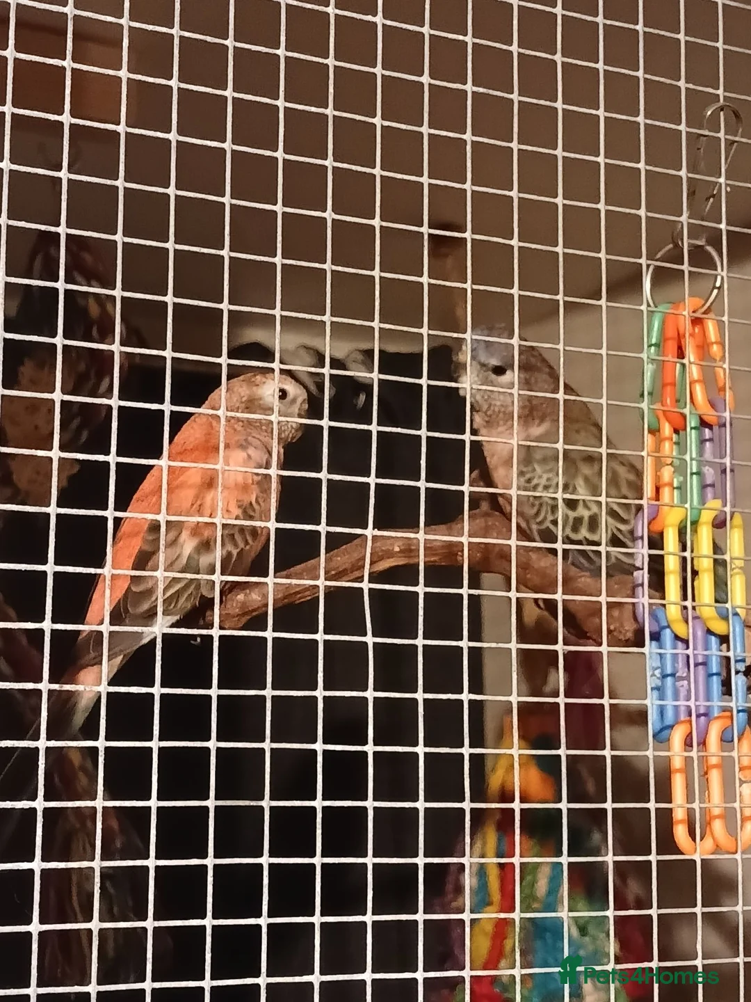 Parakeets birds for sale: Bourkes Parraket in Hemel Hempstead - Advert 2
