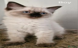 Ragdoll cats for sale: Ragdoll kittens for sale - Image 5