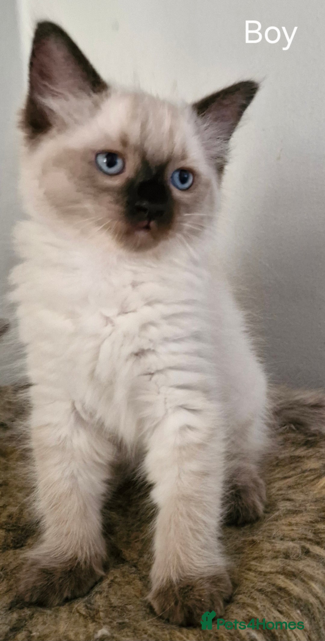 Ragdoll cats for sale: Ragdoll kittens for sale - Image 5