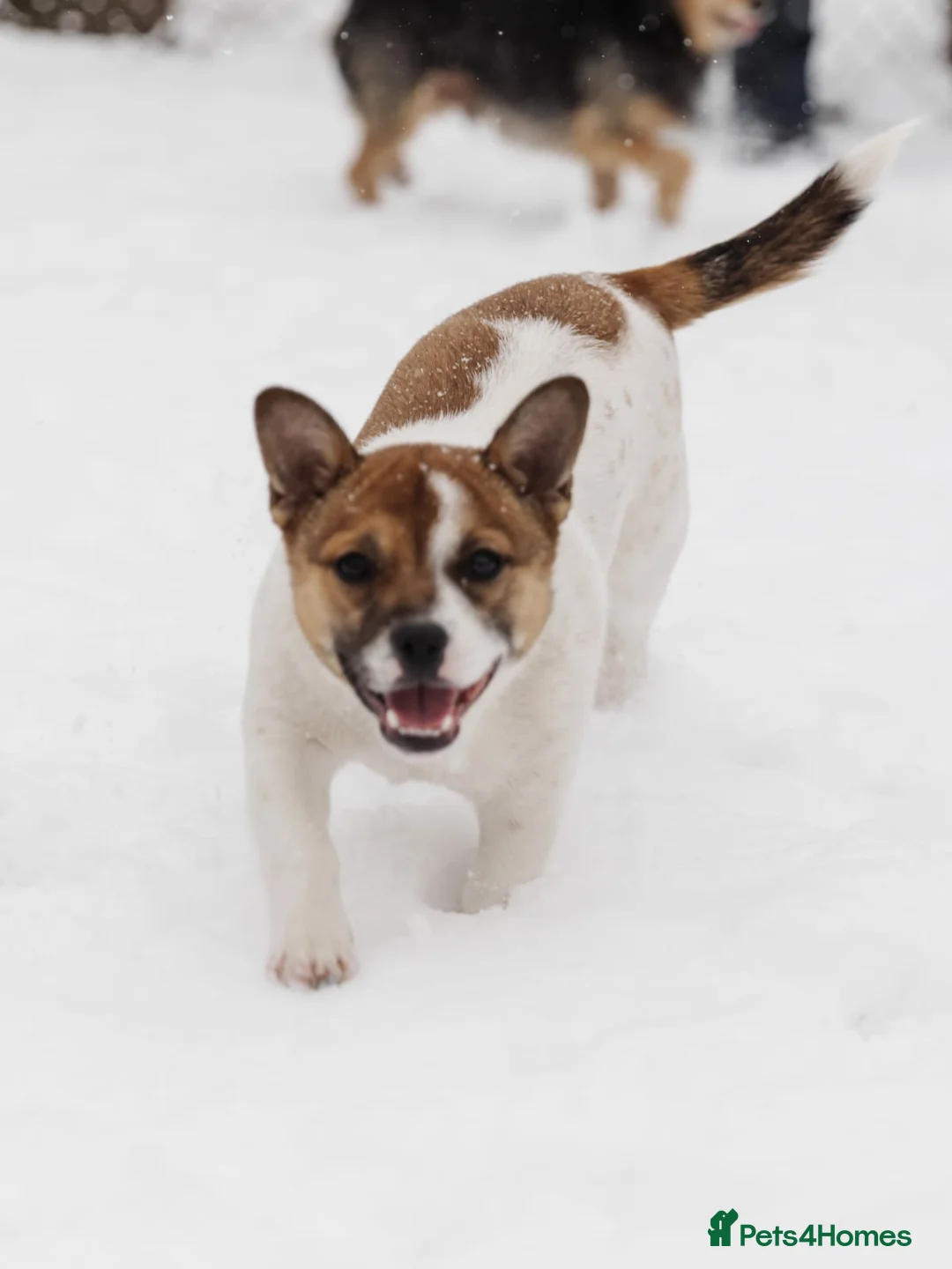 Mixed Breed dogs for adoption: 💖🐶 DEMI-MOON 🐶💖 - Advert 18