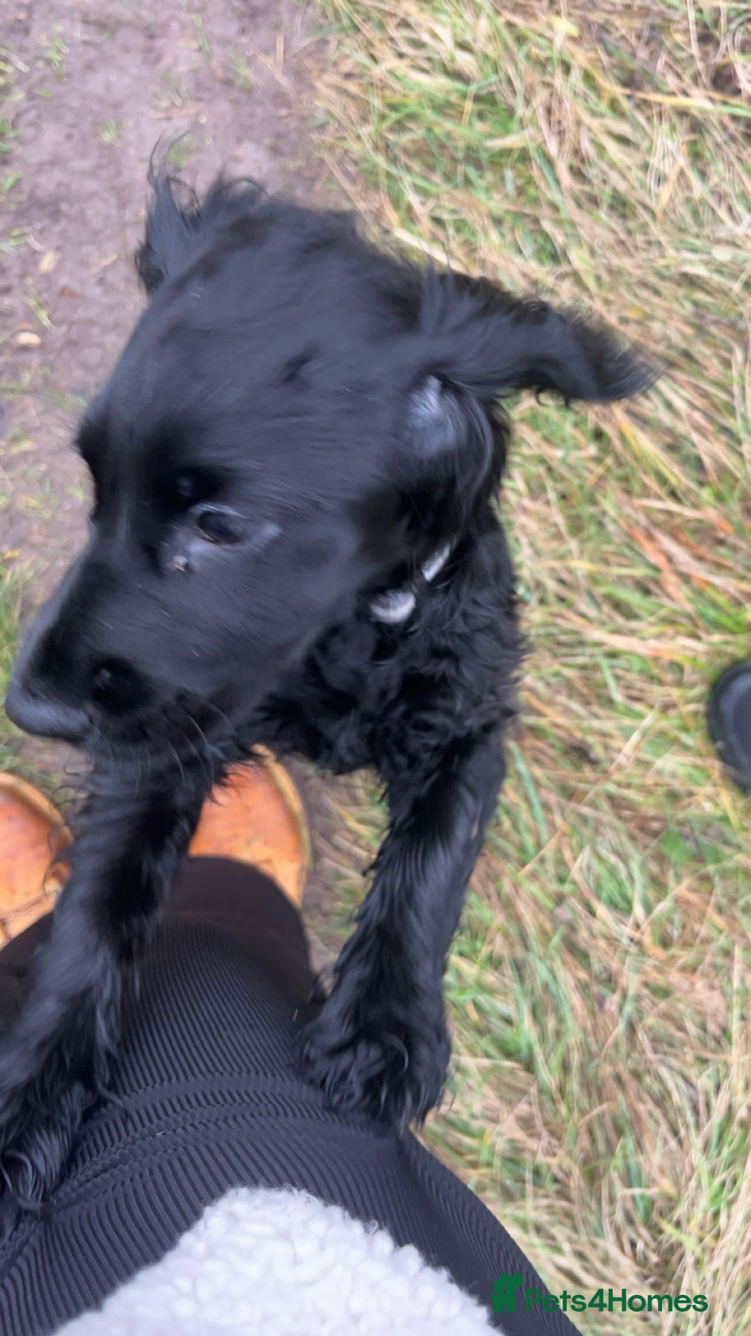 Cocker Spaniel dogs for sale: Beautiful Black Cocker Spaniel. - Advert 7