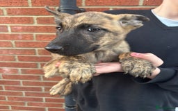Belgian Shepherd Dog dogs for sale: Dutch herder x malinois Shepherd - Image 9