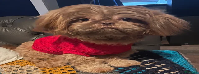 Coco