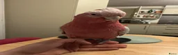Cockatoo birds for sale: 2 Year Old Tame Male Galah Cockatoo in Liverpool - Advert 6