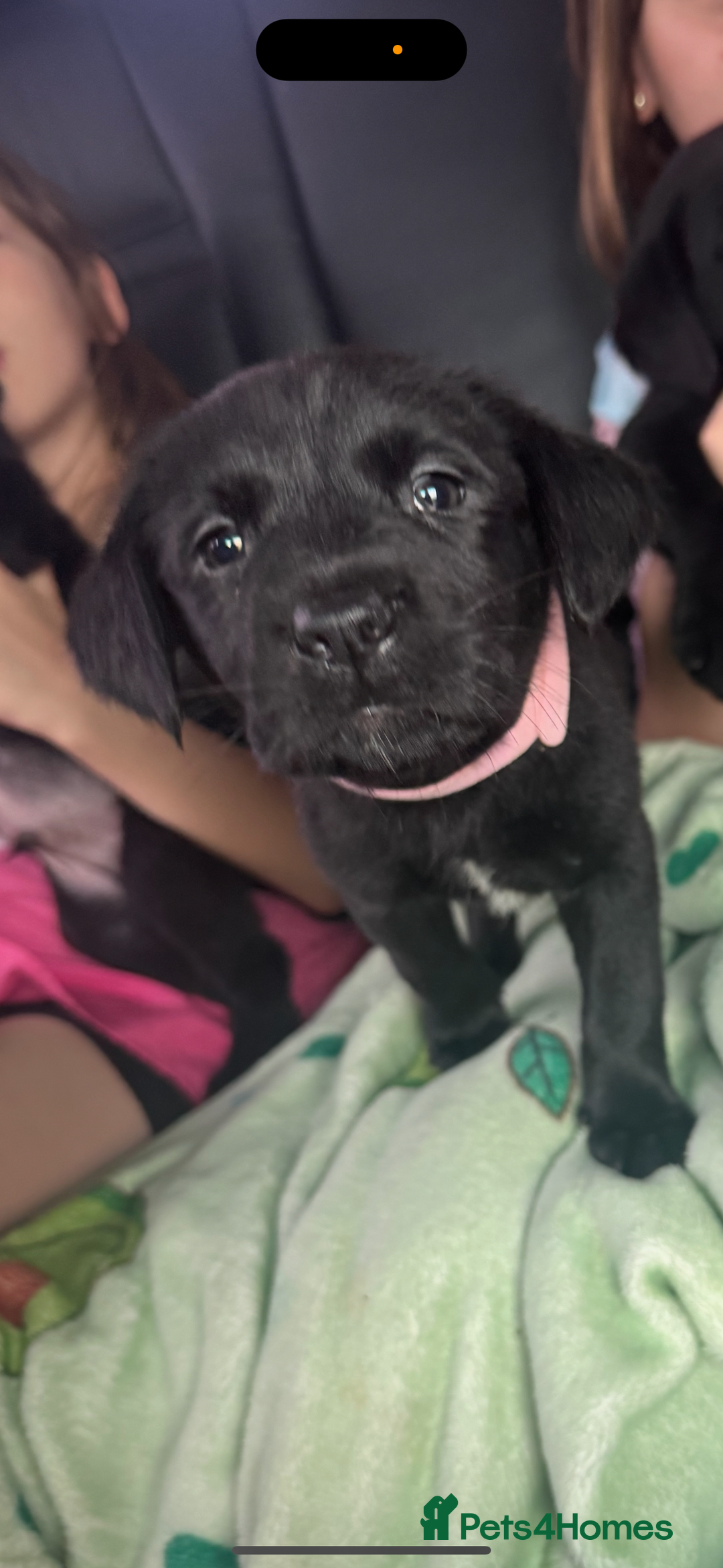 Mixed Breed dogs for sale: 6 black Newfoundland cross Labrador Puppies  - Image 3