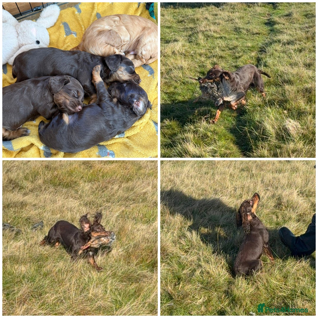 Cocker Spaniel dogs for stud: Fully Health Tested Liver & Tan Working Cocker - Advert 4