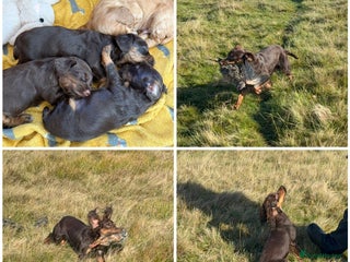 Cocker Spaniel dogs - Advert 6