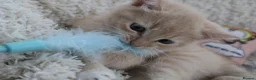 Siberian cats for sale: Beautiful Siberian Kittens-3 Boys-Hypoallergenic - Advert 6