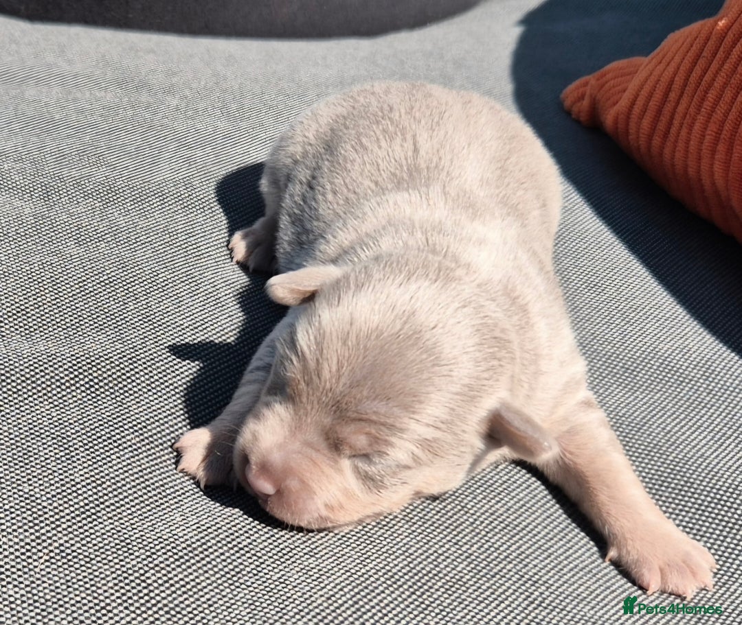 Jack Russell dogs for sale: Miniature Lilac & Blue Jack Russell puppies  - Image 6