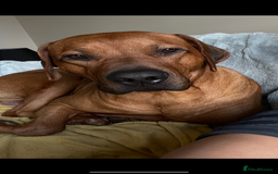 Rhodesian Ridgeback dogs for stud: Stud Rhodesian Ridgeback Stanley.  - Image 2