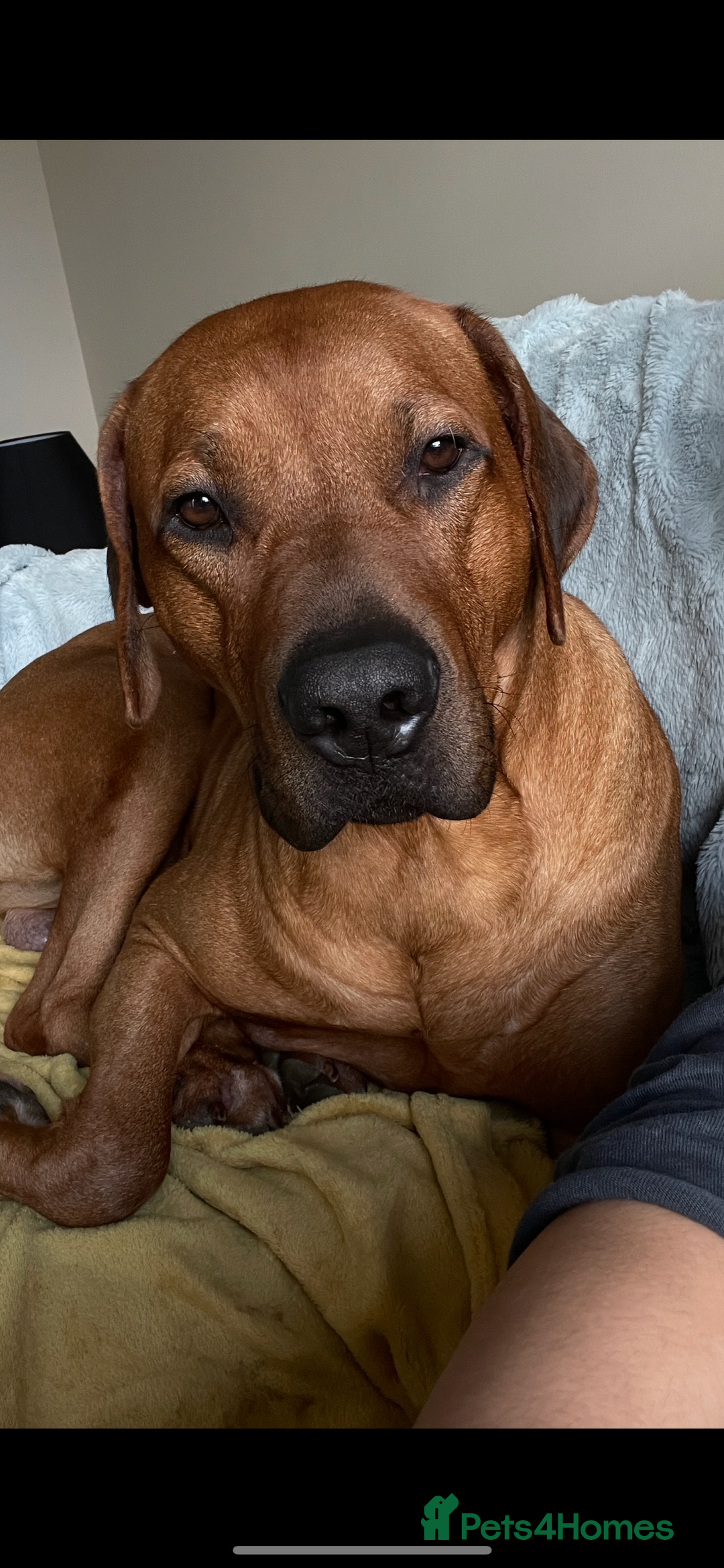 Rhodesian Ridgeback dogs for stud: Stud Rhodesian Ridgeback Stanley.  - Image 2
