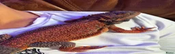 Dragon reptiles for sale: Red monster bearded dragon  in Bolton - Advert 2