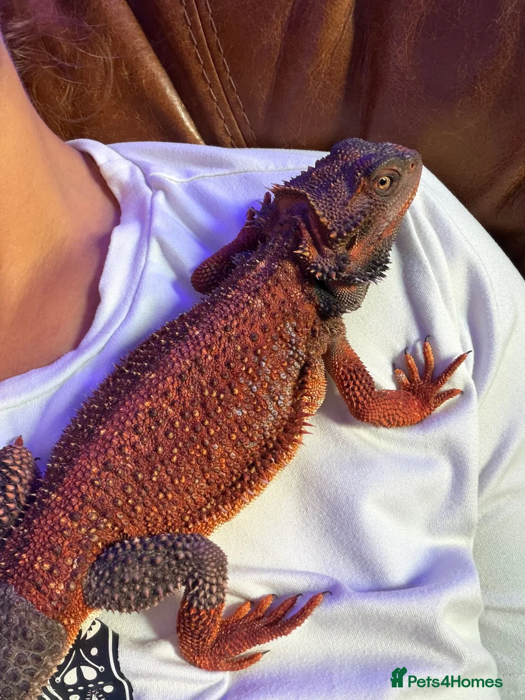 Dragon reptiles for sale: Red monster bearded dragon  in Bolton - Advert 2