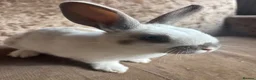 English Lop rabbits for sale: Rabbits  - Advert 4