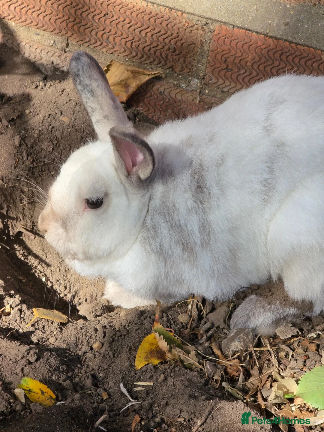 Mixed Breed rabbits for sale: Archer  - Advert 2