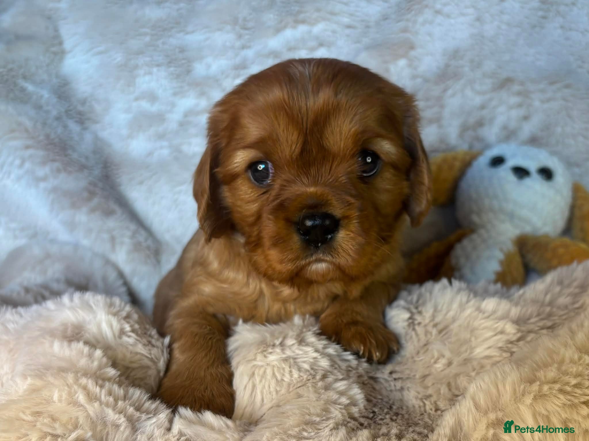 Cavalier King Charles Spaniel dogs Kc Reg, health tested Cavalier King Charles  - Advert 4