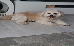 Mixed Breed dogs for stud: Tobii - Image 5