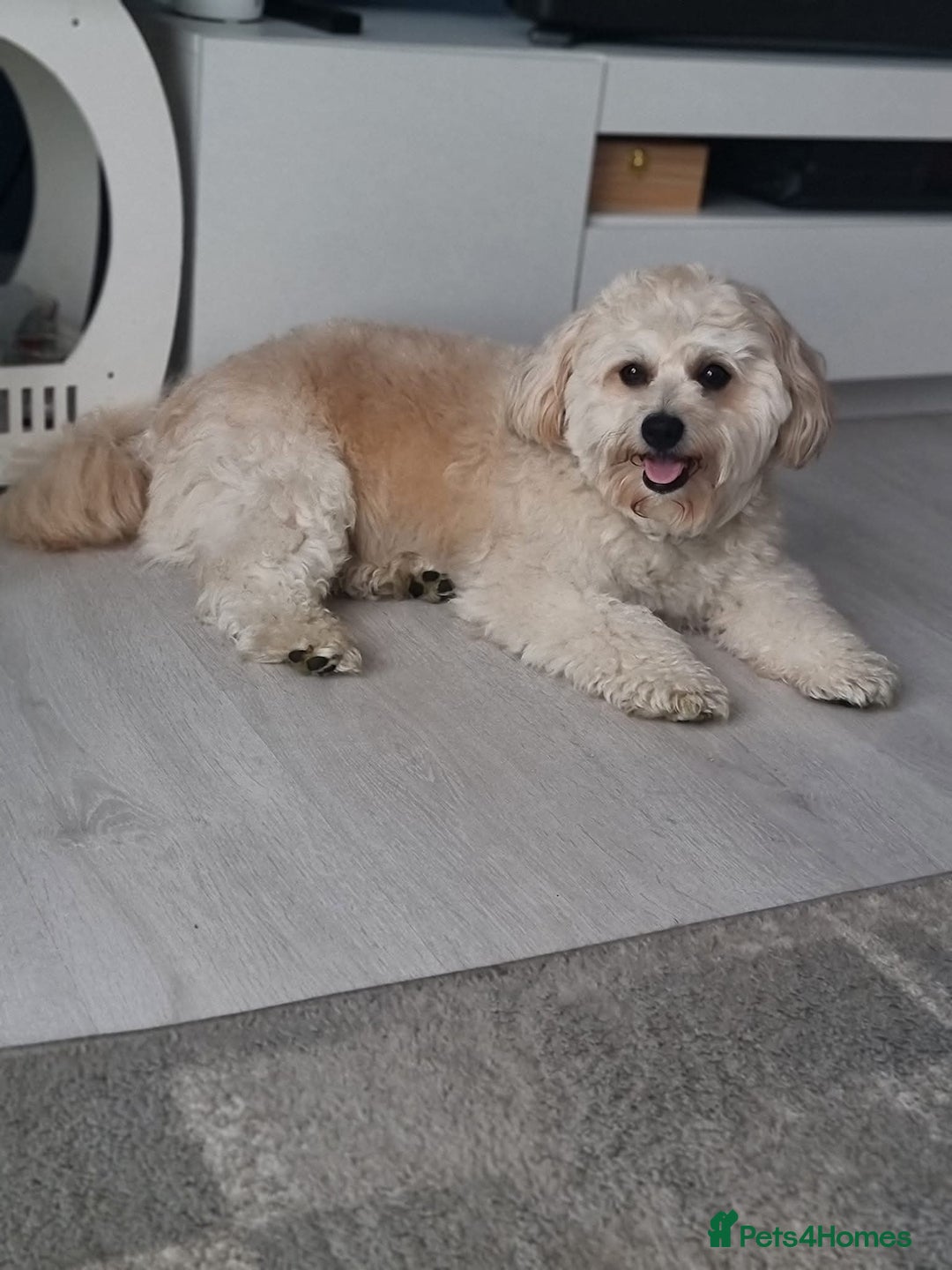 Mixed Breed dogs for stud: Tobii - Image 5