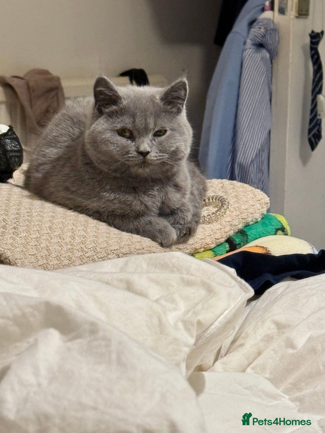 British Shorthair cats for sale: British Shorthair Kittens 1girl left only - Advert 20