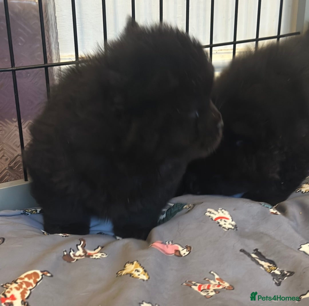 Chow Chow dogs for sale: KC reg chow chows  - Advert 8