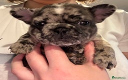 French Bulldog dogs for sale: French bulldog puppies  - Image 5