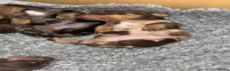 Miniature Dachshund dogs for sale: Superb quality KC registered Miniature Dachshunds - Advert 12