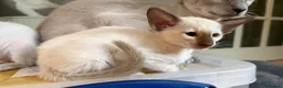 Oriental cats for sale: Last girl available-TICA - Advert 5