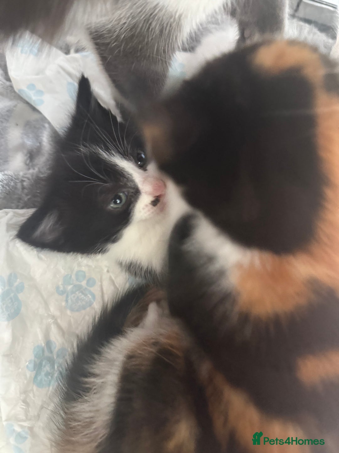 British Shorthair cats for sale: 4 Kittens for sale - Image 12