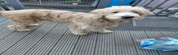 Double Doodle dogs for sale: Golden Mountain doodle  - Advert 16