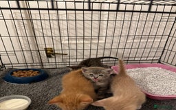 American Shorthair cats for sale: 4 stunning bsh x American short kittens avail - Image 24