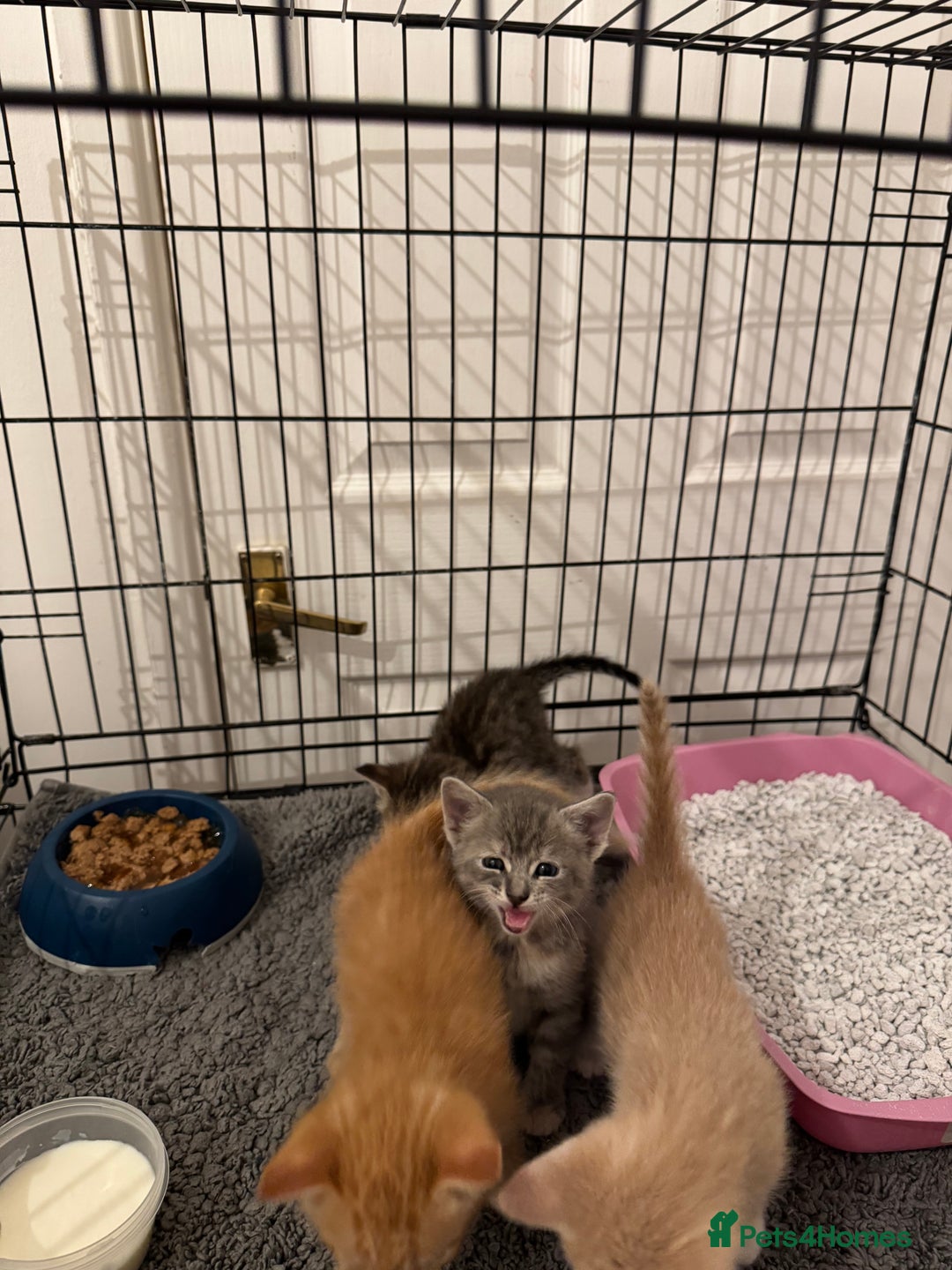 American Shorthair cats for sale: 4 stunning bsh x American short kittens avail - Image 24