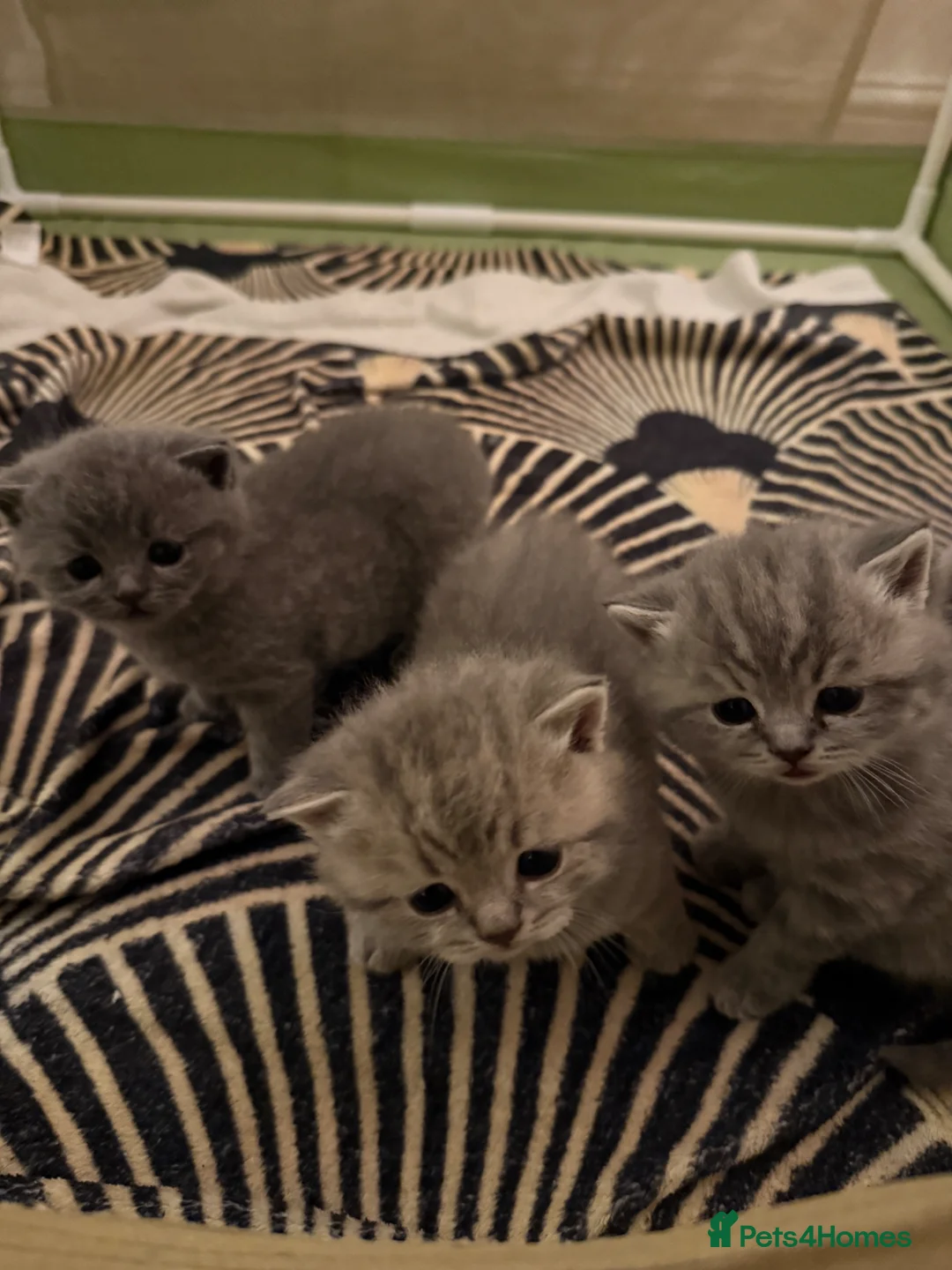 British Shorthair cats for sale: These are pedigree kittens! - Advert 2