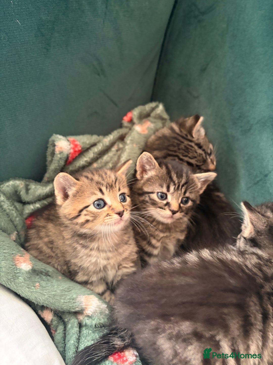 Domestic Shorthair cats for sale: Tabby Domestic Short Haired Kittens - Advert 6