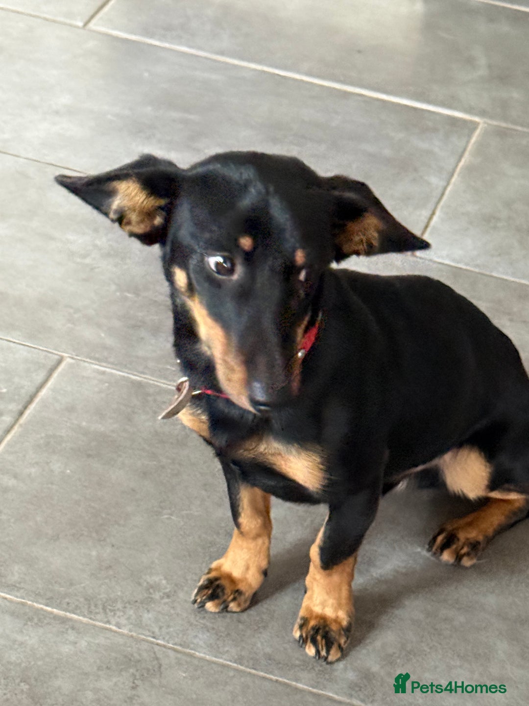 Dachshund dogs for adoption: Rocky needs Love  - Advert 14